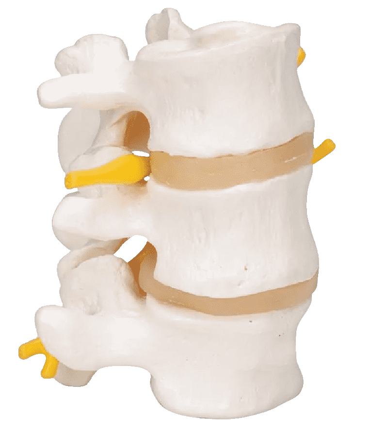 Disc Spine Layer