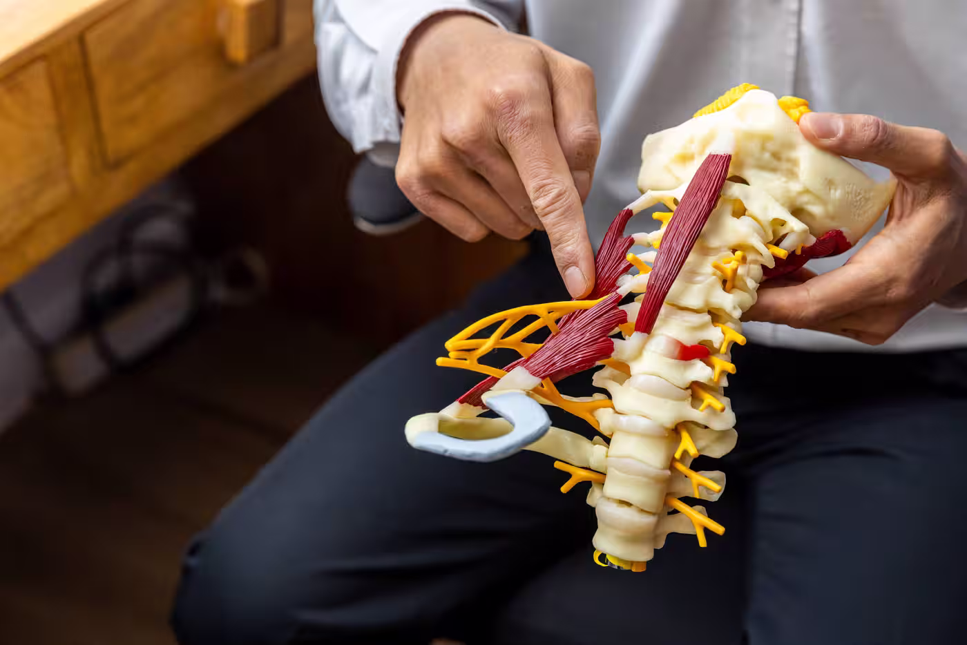 chiropractic anatomy education spine model