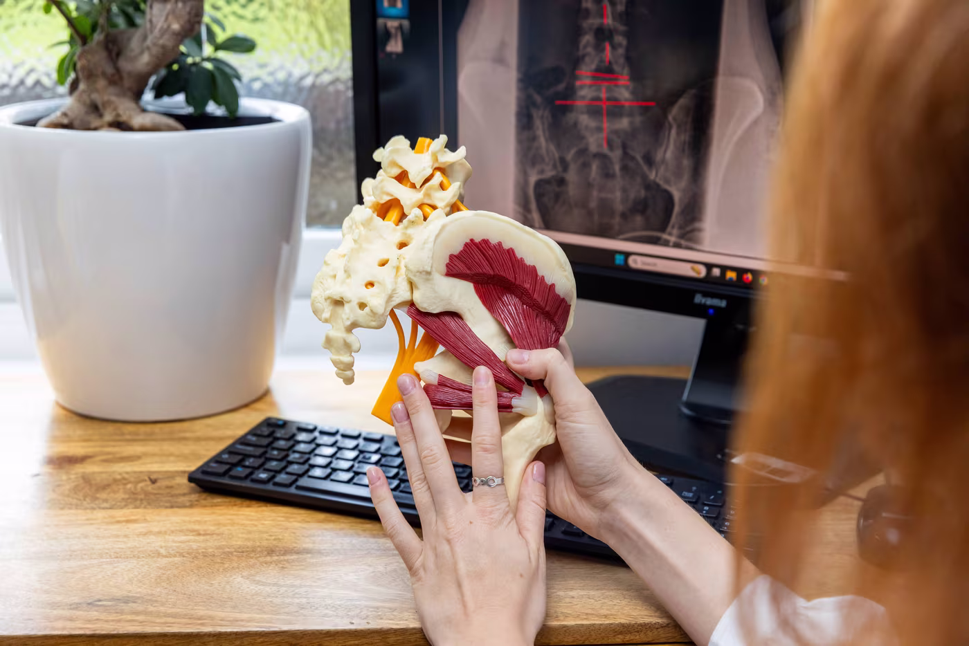 disc model review nerve