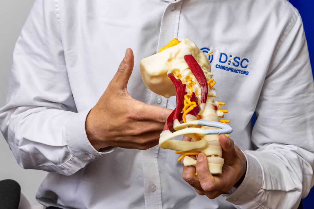 Chiropractor explaining cervical spine anatomy using a neck and vertebrae model during an initial chiropractic consultation in Surbiton, UK.